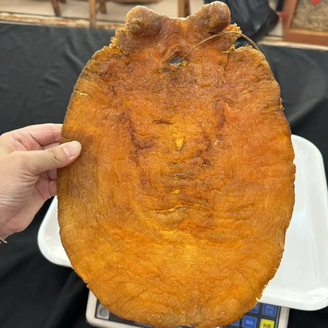 珍藏級陳年老蜘蛛膠廣肚公 深琥珀紋理細膩 金海晟回收實拍