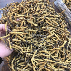 批量那曲冬蟲夏草 蟲體飽滿環紋清晰 金海晟回收實拍