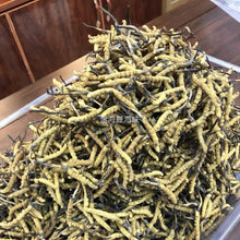 大批量那曲蟲草抽樣 條形均勻菌香一致 金海晟回收實拍