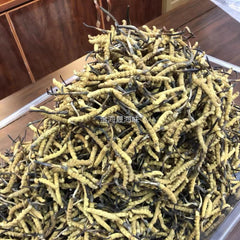 大批量那曲蟲草抽樣 條形均勻菌香一致 金海晟回收實拍