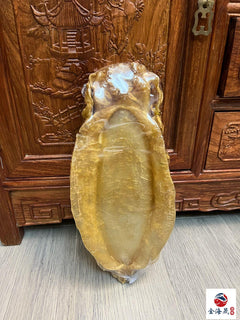 半世紀陳化老膠 包漿厚實敲擊聲沉 金海晟回收實拍